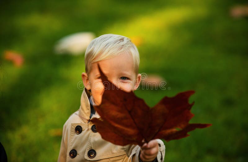 Cute little boy playing with leaves in autumn park, maple leaves. stock photos