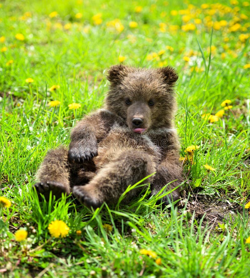 Cute Little Brown Bear Cub Playing on a Lawn among Dandelions Stock ...