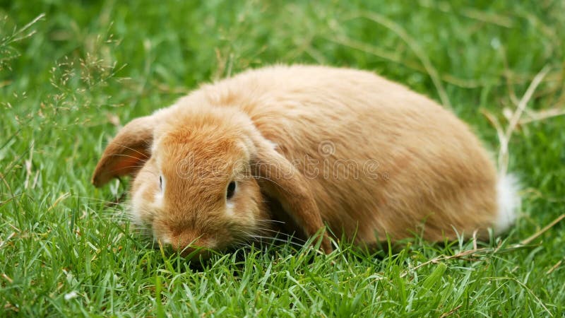 Cute little brown rabbit in the grass side view