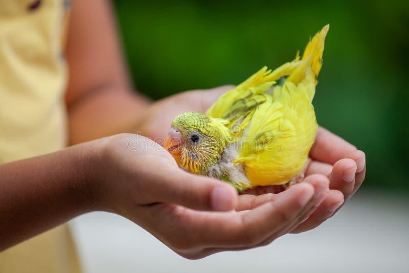 Cute Budgie Bird on Child Hand. Asian Child Girl Play with Her Pet Bird ...