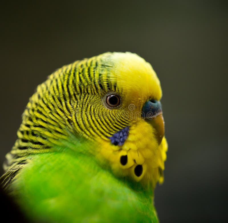 Cute Little Budgie Bird stock image. Image of cute, perching 34985123