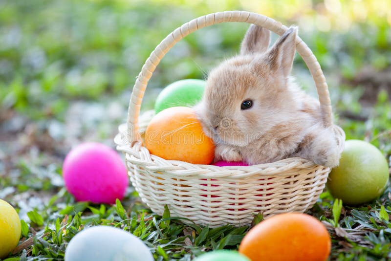 Cute Bunny in the Basket and Easter Eggs in the Meadow Stock Image - Image  of easter, festive: 139146561