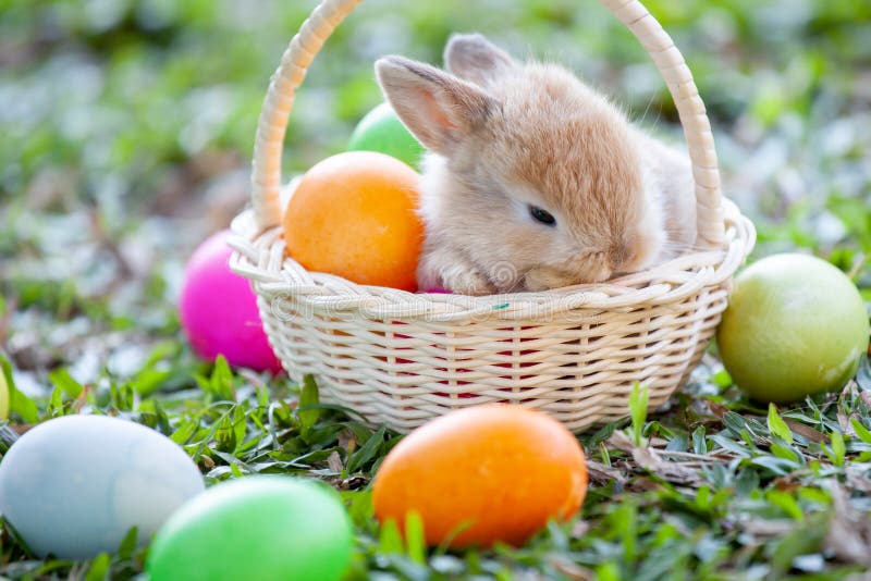 cute bunny in the basket and easter eggs in the meadow