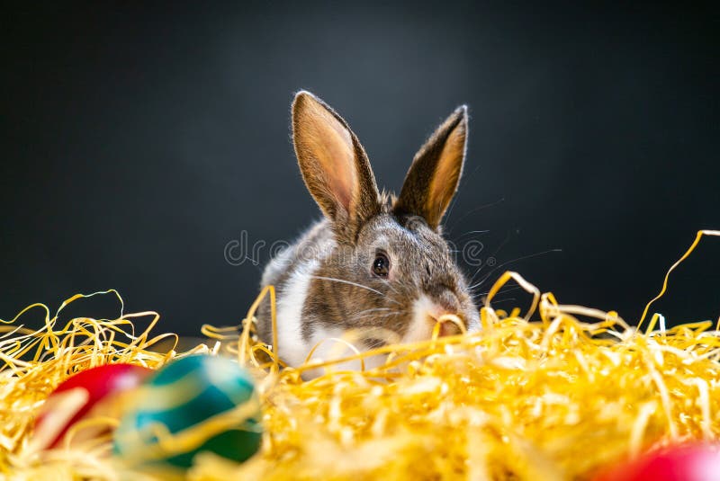 Cute little bunny rabbit on white blue background. Small white and gray rabbit isolated on white background. Easter symbol. Beauti