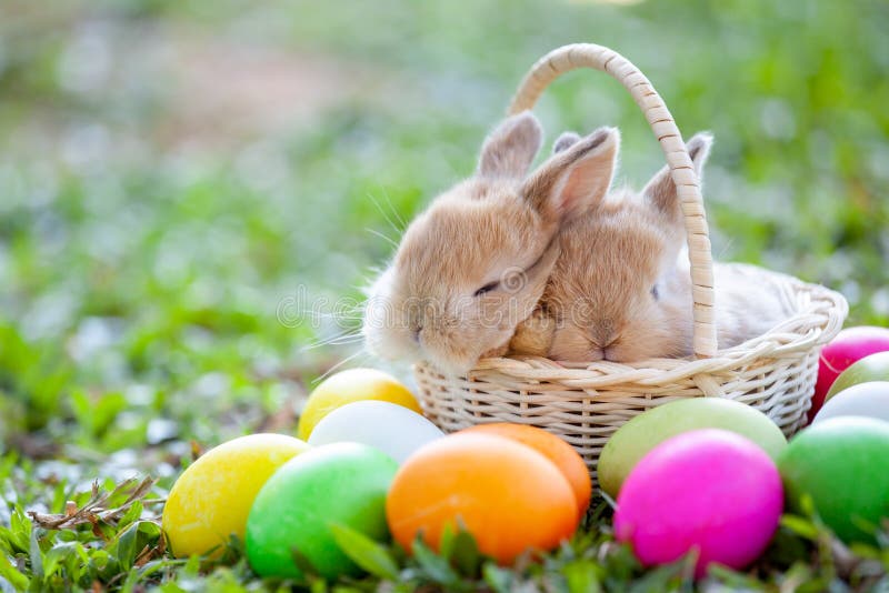 Cute Bunny Sleeping in the Basket and Easter Eggs in the Meadow Stock