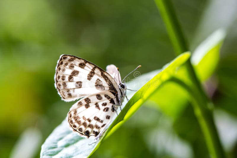 Cute little butterfly on green leaf