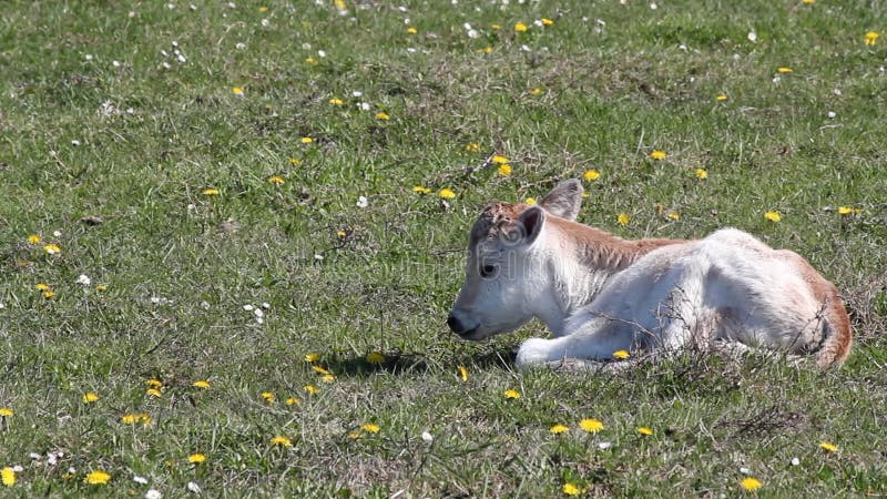 Cute little calf