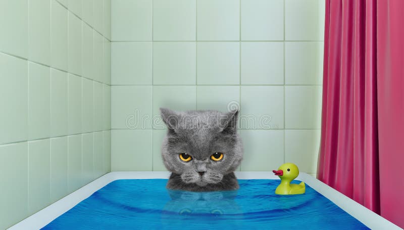 Cute little cat in the bath with duck toy