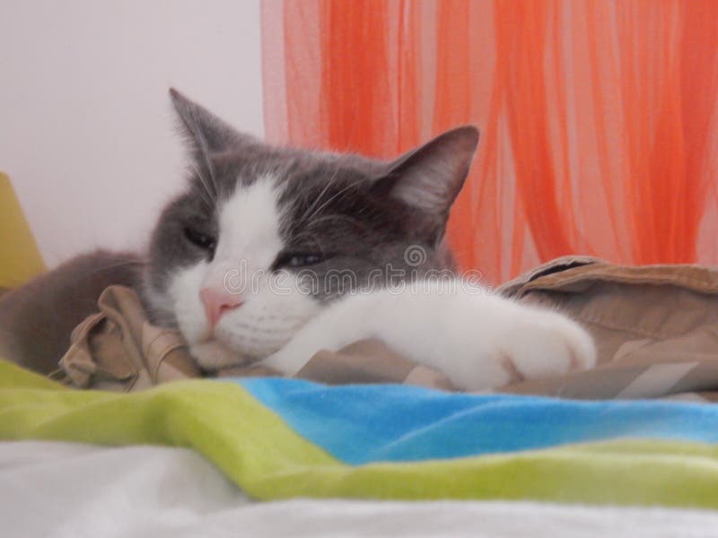 Cute little cat on the bed royalty free stock photo Cute little cat on the bed royalty free stock photo