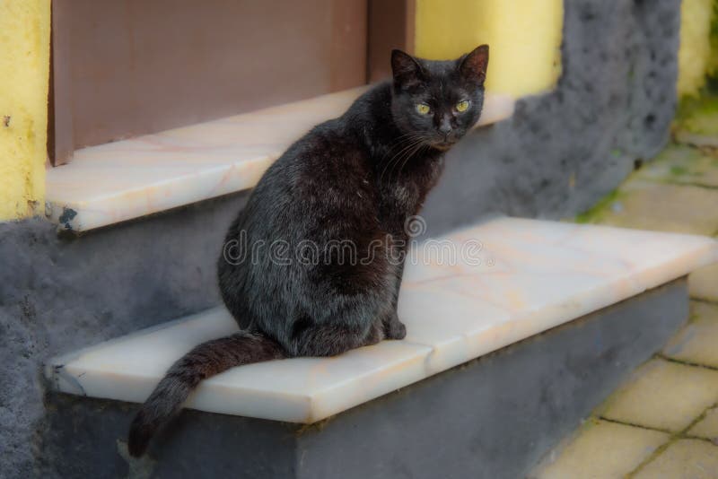 Cute Little Cat on the Doorstep Stock Image Image of funny, fluffy