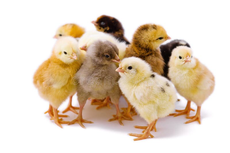 Cute little chicken royalty free stock photo