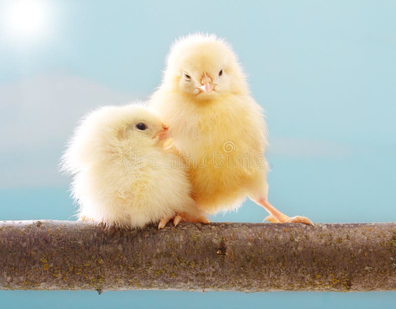 Cute little chicken stock photo. Image of hairy, animal 40455602