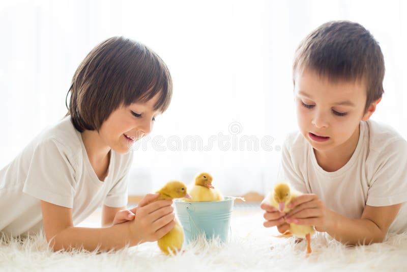 Cute Little Children, Boy Brothers, Playing with Ducklings Springtime ...