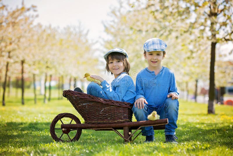 Cute little children, boy brothers, playing with ducklings springtime stock image Cute little children, boy brothers, playing with ducklings springtime stock image