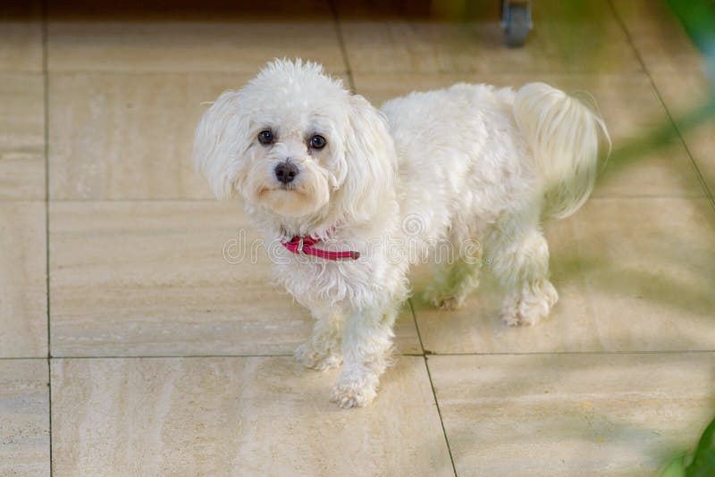 Cute Little Curly Haired White Toy Poodle Stock Photo - Image of curly,  obedient: 151882886