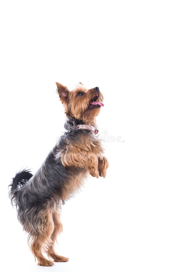 Cute little dog begging for treats. Cute little dog, a small Yorkshire terrier, standing on his hand legs begging for treats with his tongue out in anticipation stock images Cute little dog begging for treats. Cute little dog, a small Yorkshire terrier, standing on his hand legs begging for treats with his tongue out in anticipation stock images