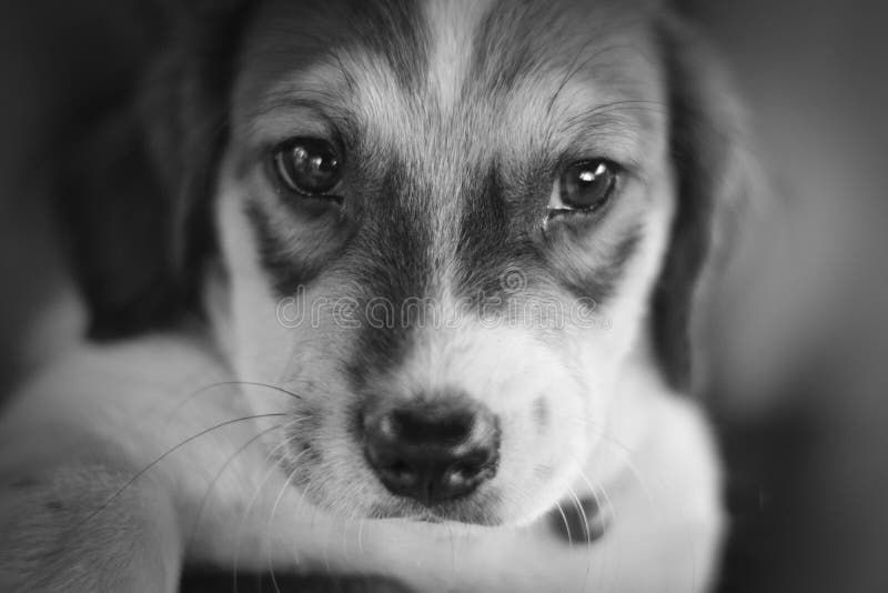 Cute Little Dog in Black and White,selective Focus on the Dog Face