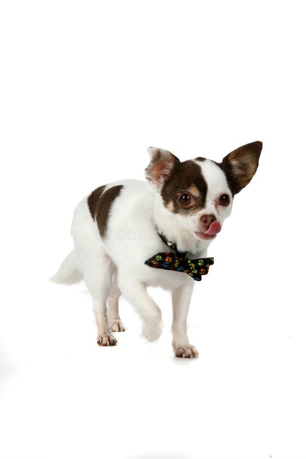 Cute little dog with bow tie