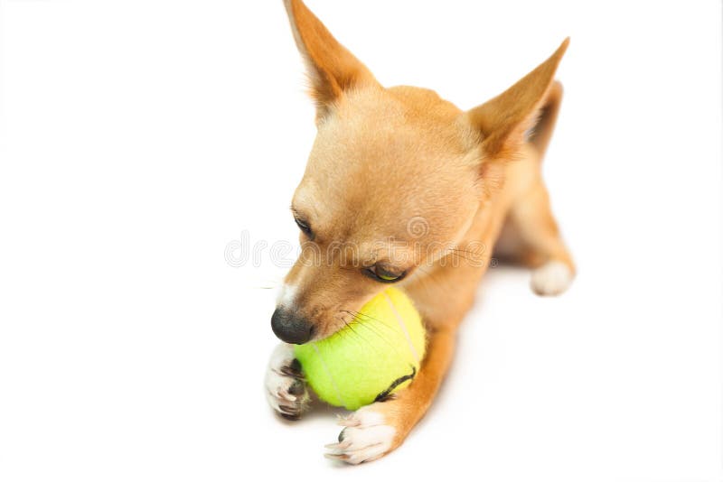 Cute Little Dog Chewing on Ball Stock Image Image of alert, studio