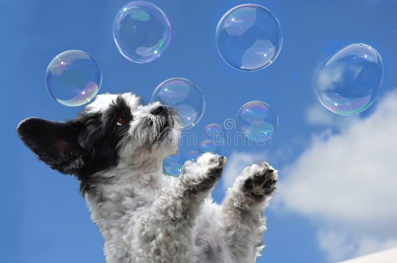 Muro en mundo maravilloso , el perro entre a maltés el perro lo intenta sobre el atrapar jabón burbujas.