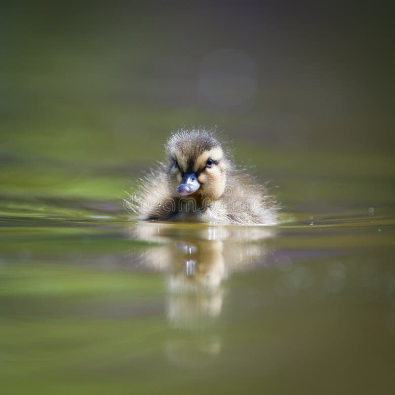 Cute little duckling