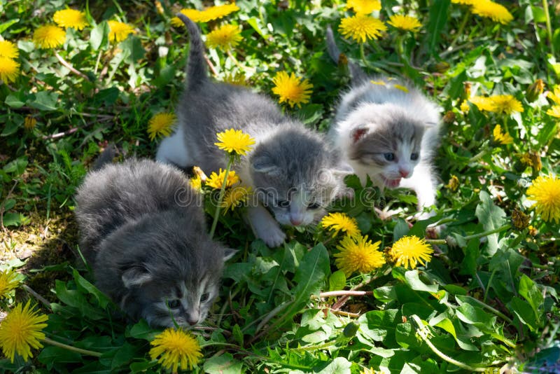 Cute Little Fluffy Cats are Walking through Grass and Dandelion Flowers
