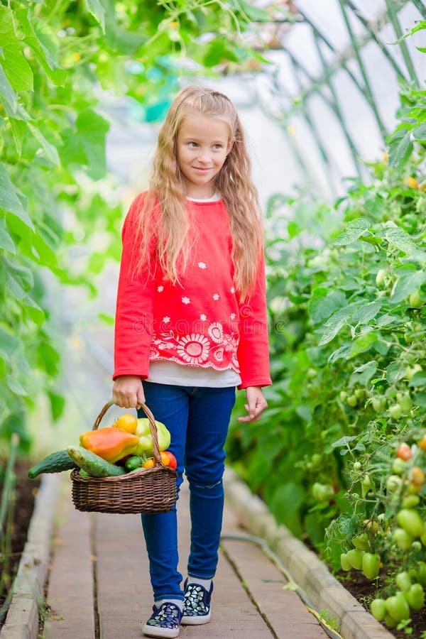 Adorable Little Girl Harvesting Cucumbers and Tomatoes in Greenhouse ...