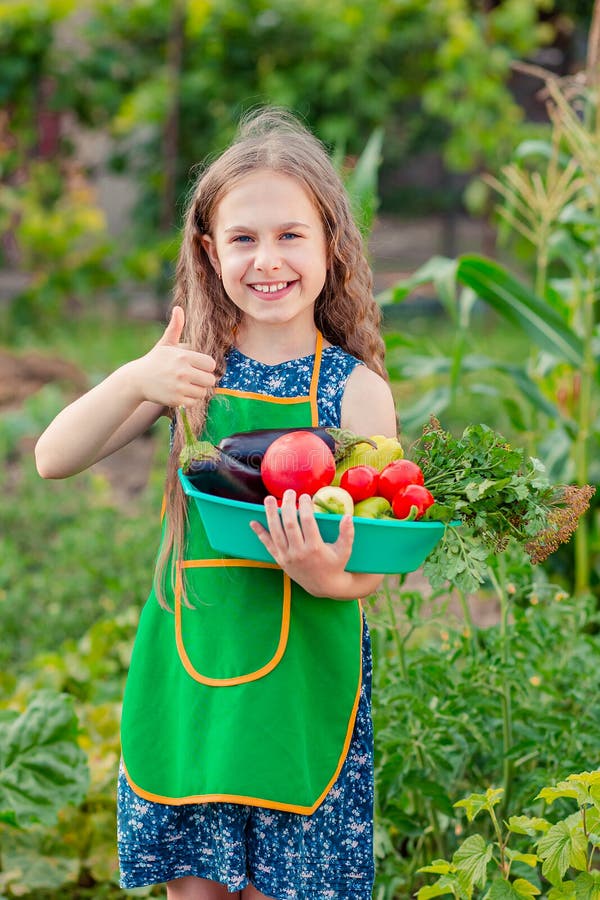 Cute little girl in the garden with a crop of ripe vegetables. The girl collects a crop of ripe tomatoes in the garden