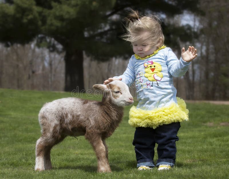 Cute little girl with lamb stock images Cute little girl with lamb stock images
