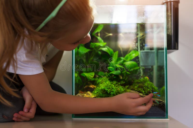 Cute little girl looking at fish in nano aquarium stock photo Cute little girl looking at fish in nano aquarium stock photo