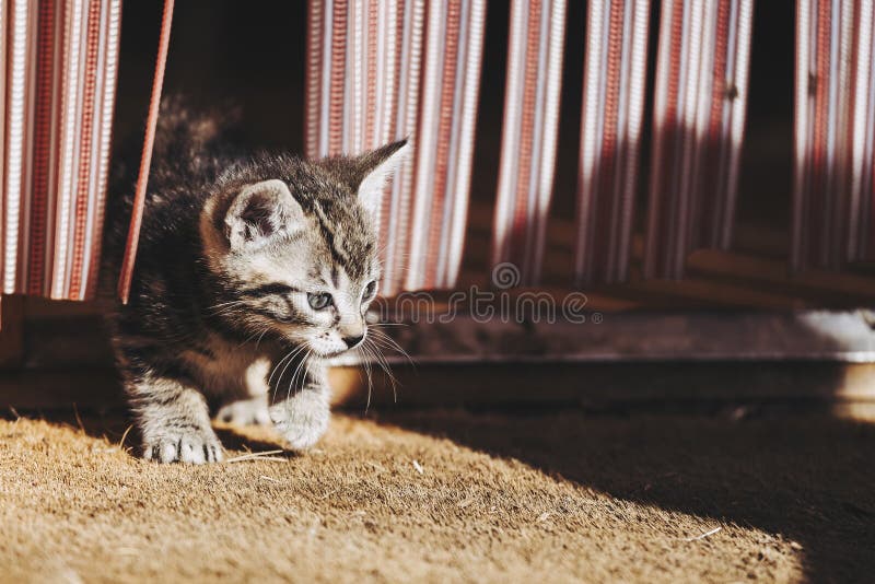 Pisicuță gri și drăguță care se joacă și se descoperă afară royalty free stock images