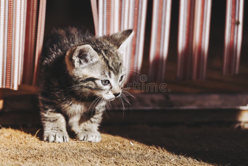 Pisicuță gri și drăguță care se joacă și se descoperă afară stock images