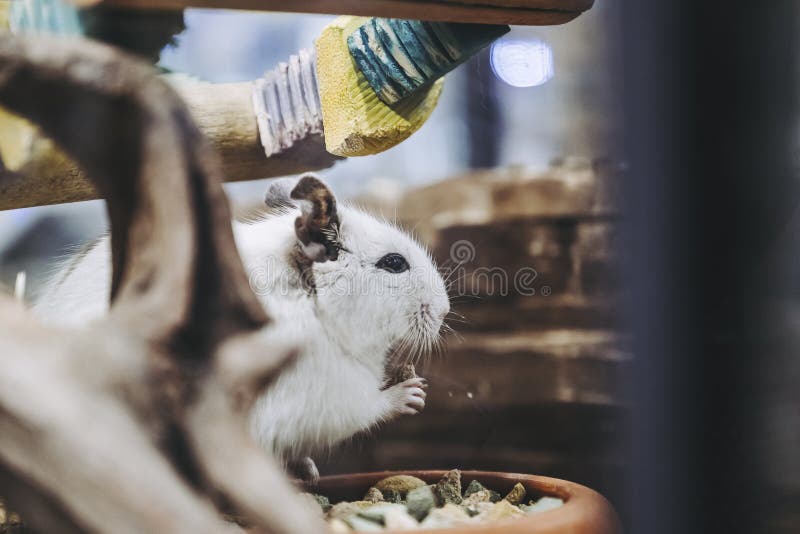 Hamster drăguț în cușca lui de acasă stock photos