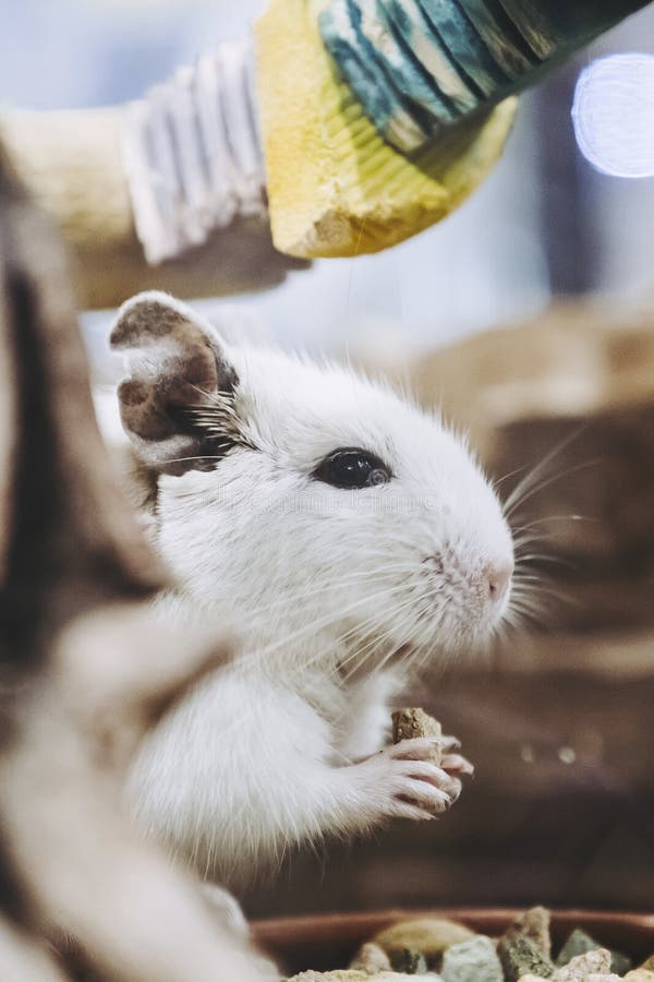 Hamster drăguț în cușca lui de acasă royalty free stock photography