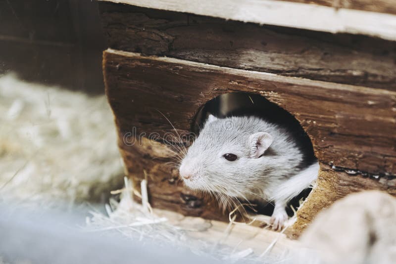Hamster drăguț în cușca lui de acasă stock image
