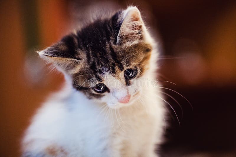Cute Little Kitten with Amazing Eyes. Sweet Baby. Lovely Friend Stock Photo  - Image of pedigree, eyes: 155295234