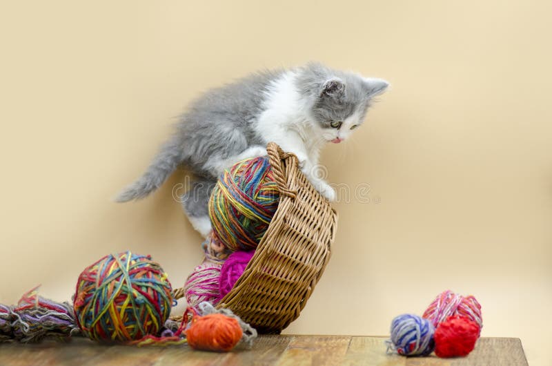 Cute little kitten. Baby kitten sleeping with a ball of wool. View with copy space