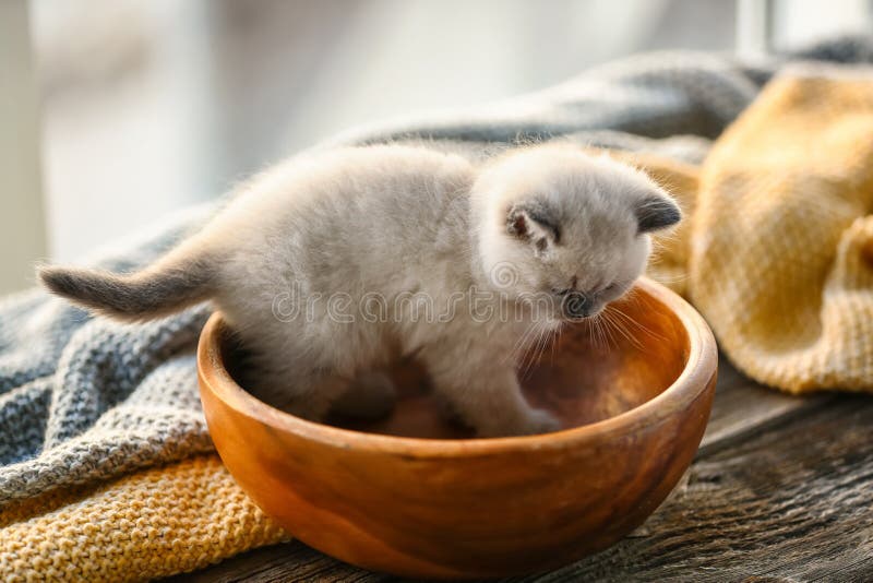 Cute little kitten in bowl stock image. Image of creature 151332061