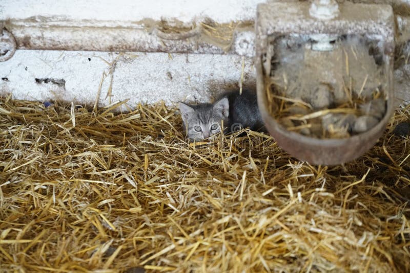 Cute little kitten lying on dry grass royalty free stock photos