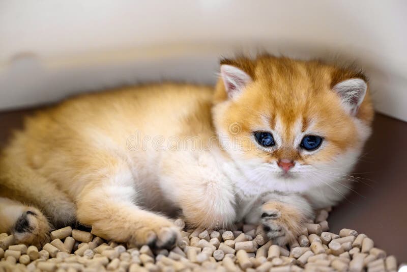 Cute British Shorthair Kitten Litter Box Home Stock Photo by