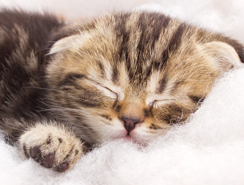 Cute little kitten is sleeping stock photography
