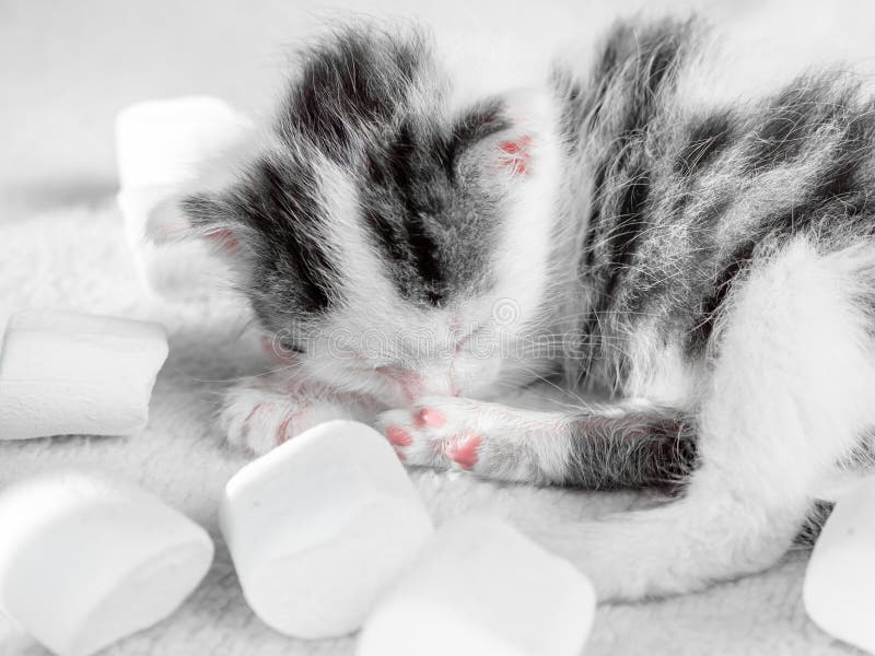kitten in marshmallows
