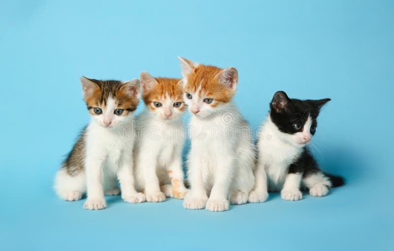 Cute Little Kittens on Blue Background. Baby Animals Stock Photo - Image of  lovable, feline: 191809886