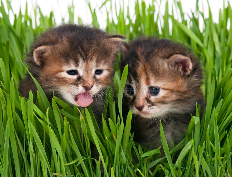Cute little kittens stock photos