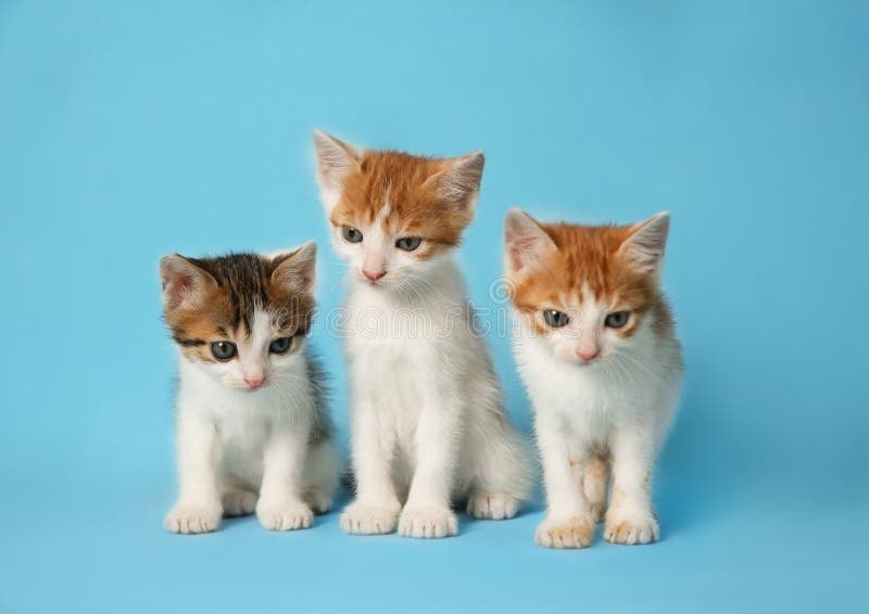Cute Little Kittens on Blue Background. Baby Animals Stock Image - Image of pedigree, companion: 190881659 Cute Little Kittens on Blue Background. Baby Animals Stock Image - Image of pedigree, companion: 190881659