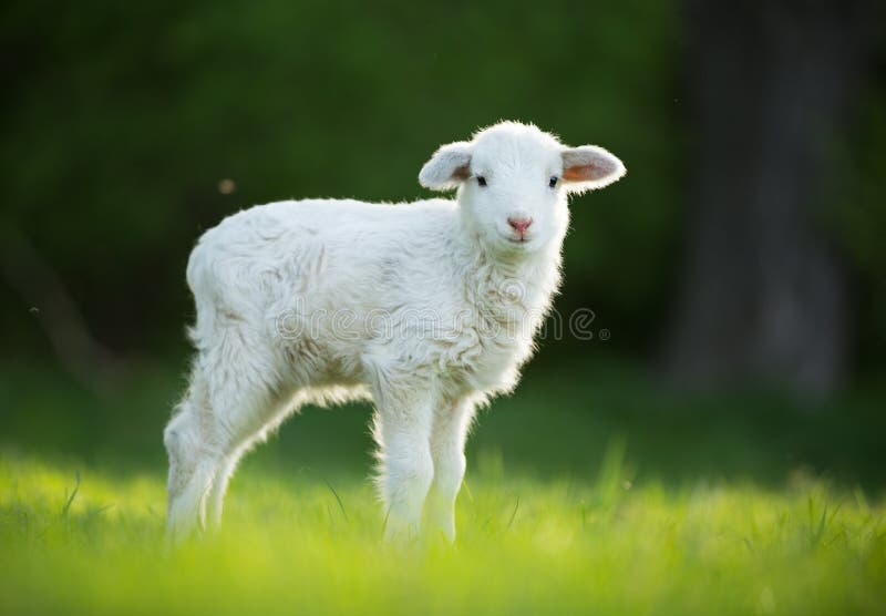 Cute little lamb on fresh green meadow royalty free stock photography
