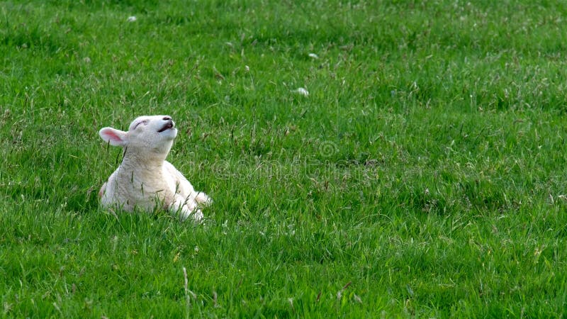 Cute little lamb waking up and yawning royalty free stock photo