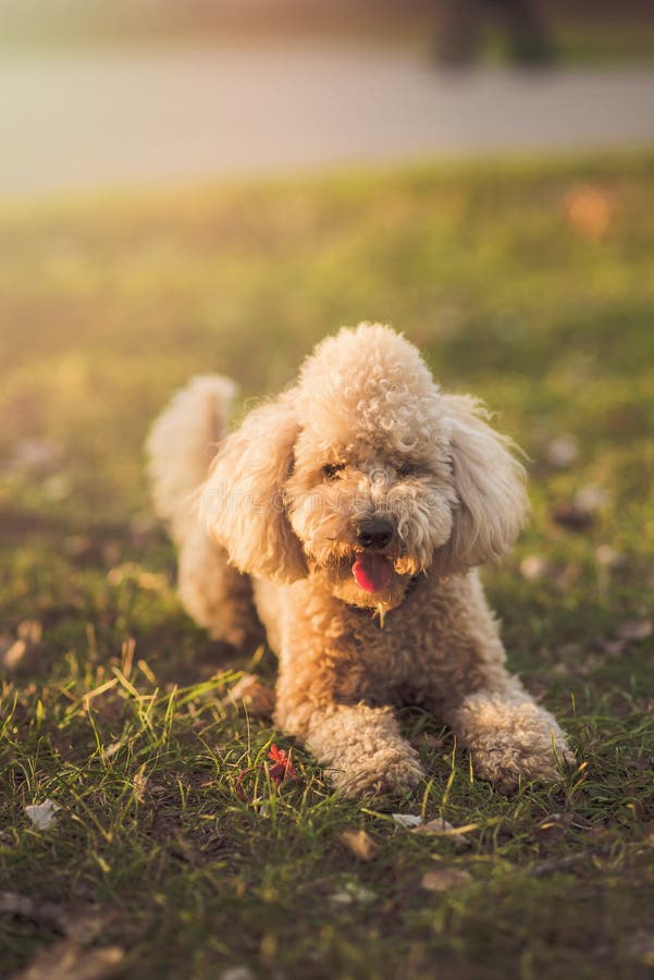 One cute miniature poodle, sunset in a park stock photos One cute miniature poodle, sunset in a park stock photos