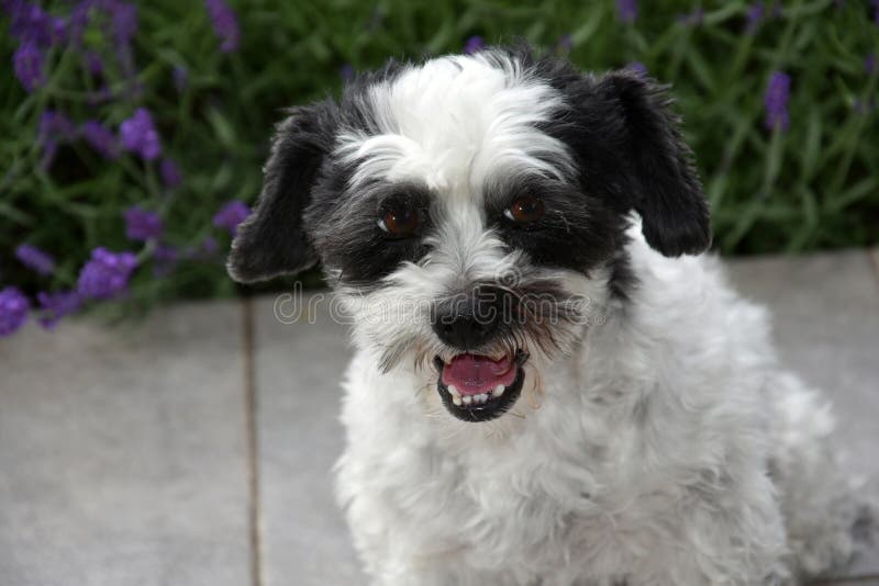 Portrait of a mixed-breed dog between shih tzu and maltese dog with sitting in garden and barks. Portrait of a mixed-breed dog between shih tzu and maltese dog with sitting in garden and barks
