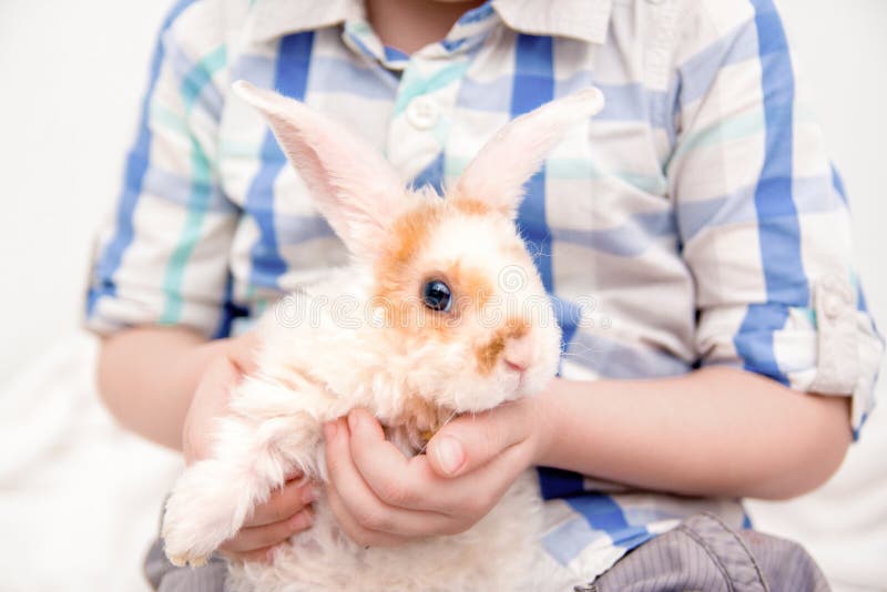 Cute little orange and white color bunny with big ears. rabbit in boy hands. close up - animals and pets concept. royalty free stock photo Cute little orange and white color bunny with big ears. rabbit in boy hands. close up - animals and pets concept. royalty free stock photo